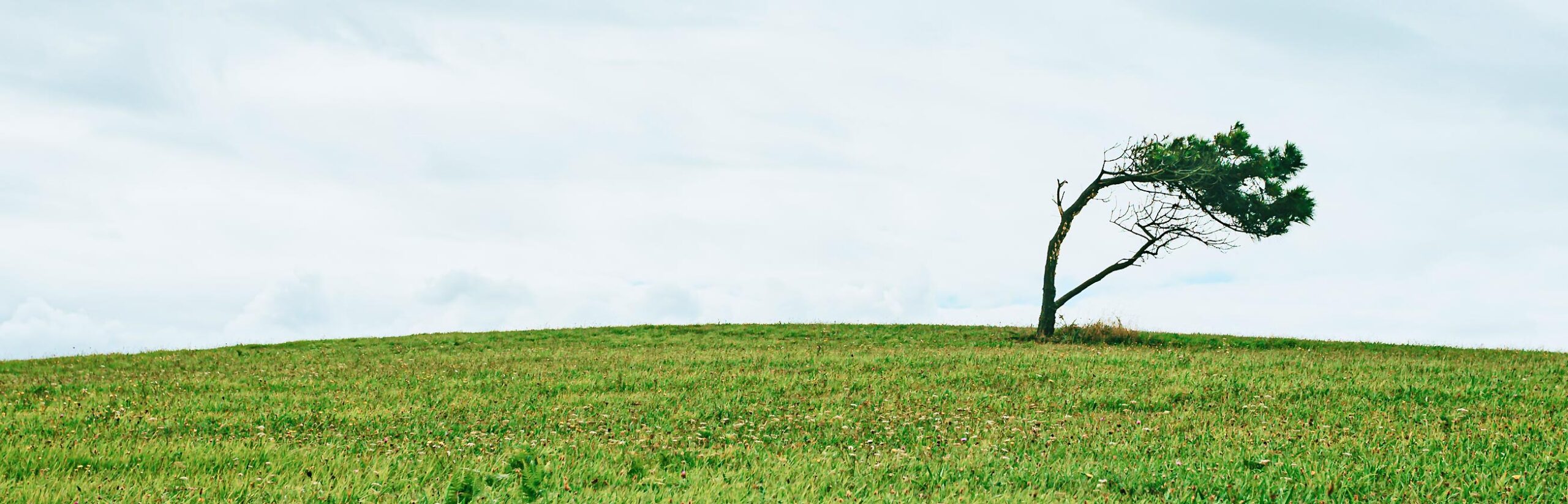 Paisaje con un árbol